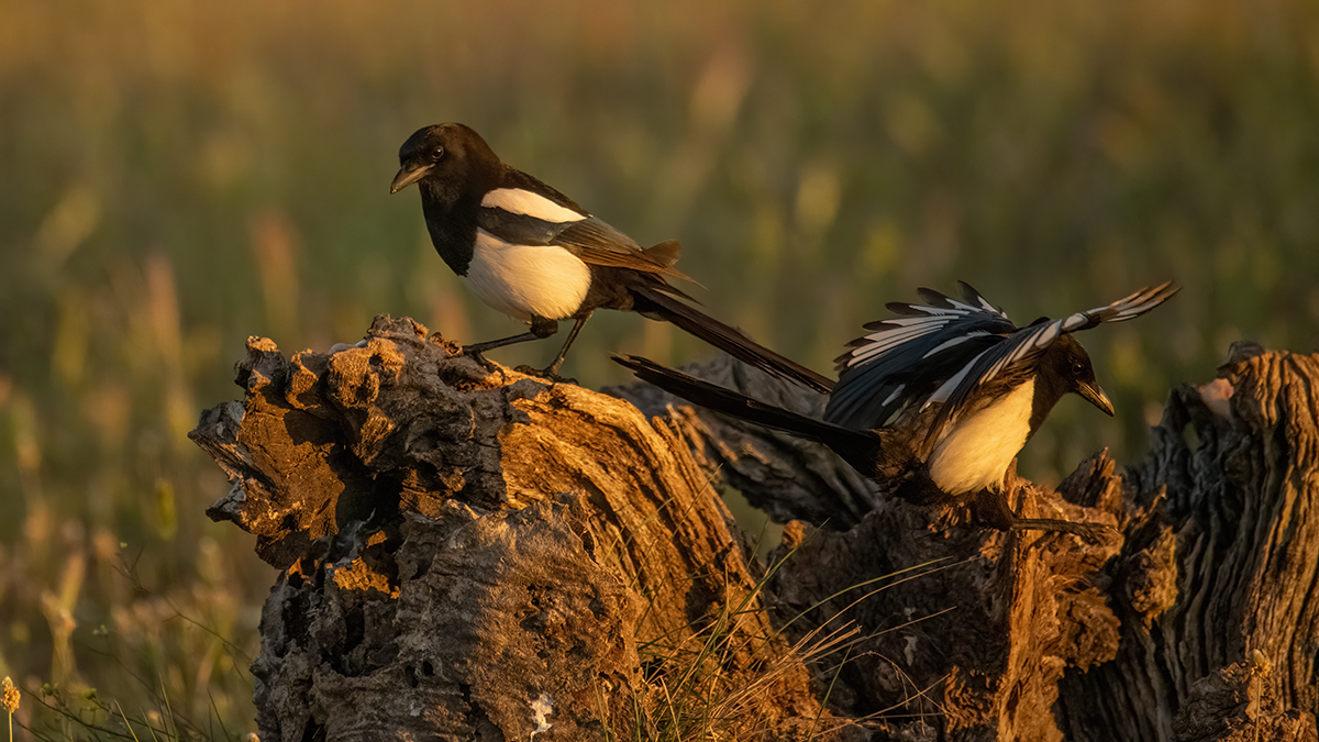 _NZ97490-1200.jpg