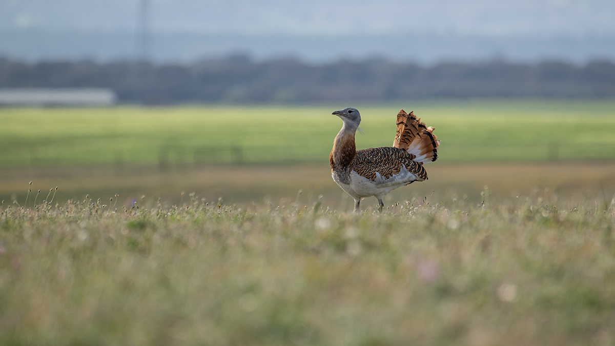 _NZ97564-1200.jpg