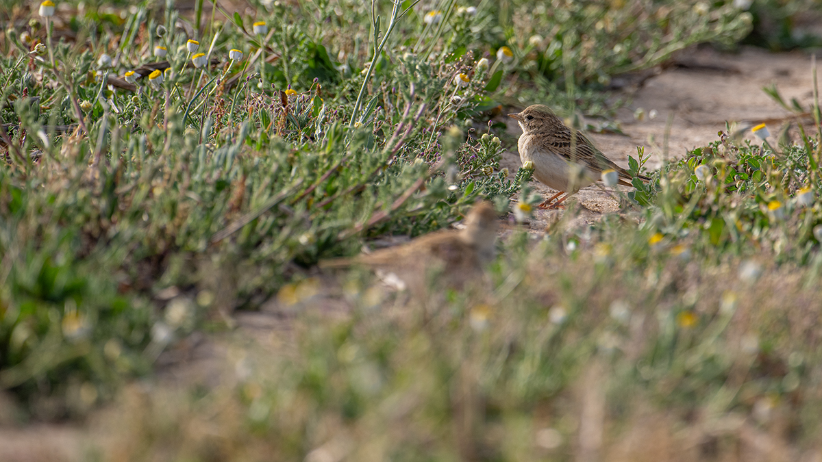 _NZ97572-1200.jpg