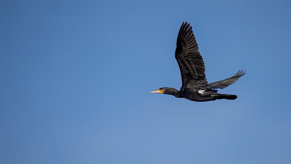 _RGZ0171-Koks-Loch-1200.jpg