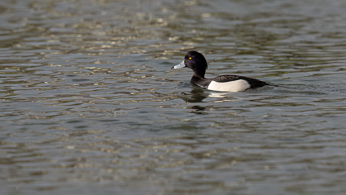 _RGZ0382-Koks-Loch-1200.jpg