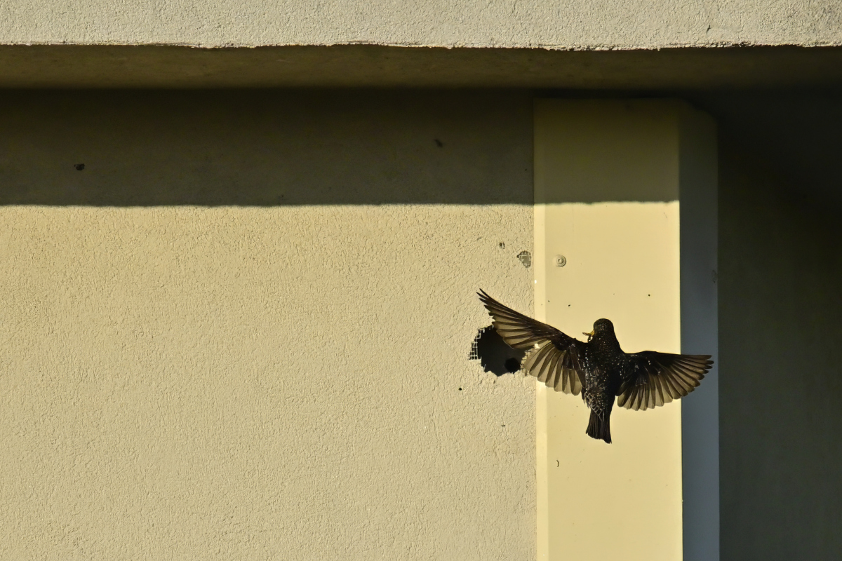 _U014155-denoise-sharpen-crop-1200x800.jpeg