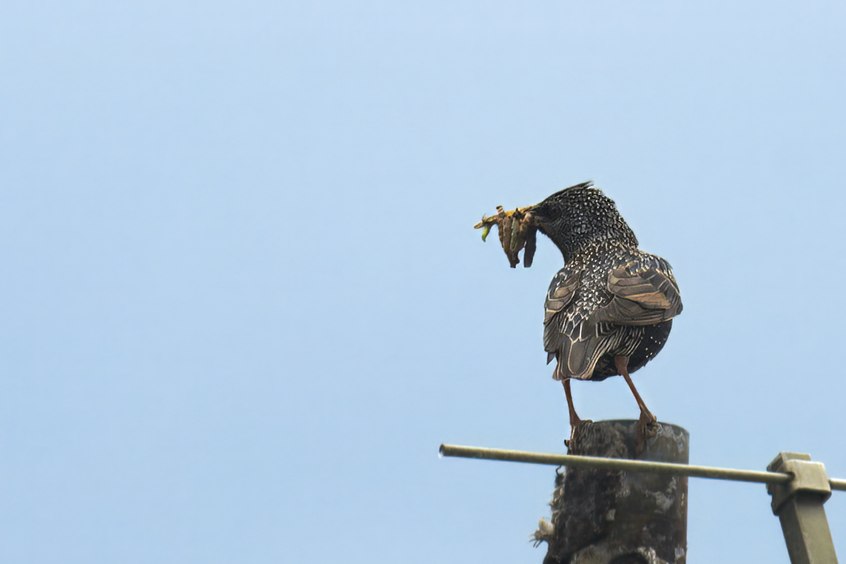 _U024217-rawdenoise-sharpen-crop-1200x800.jpeg