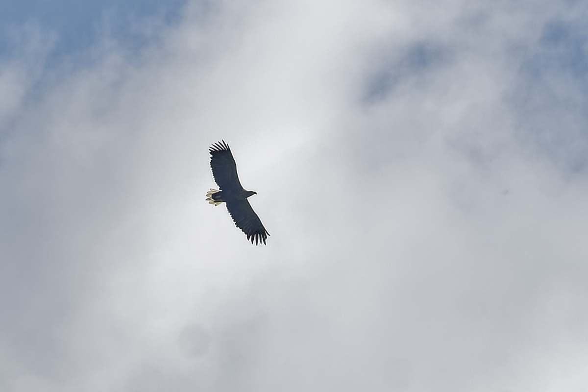 _Z500166_DxOAAAxl_2.jpg