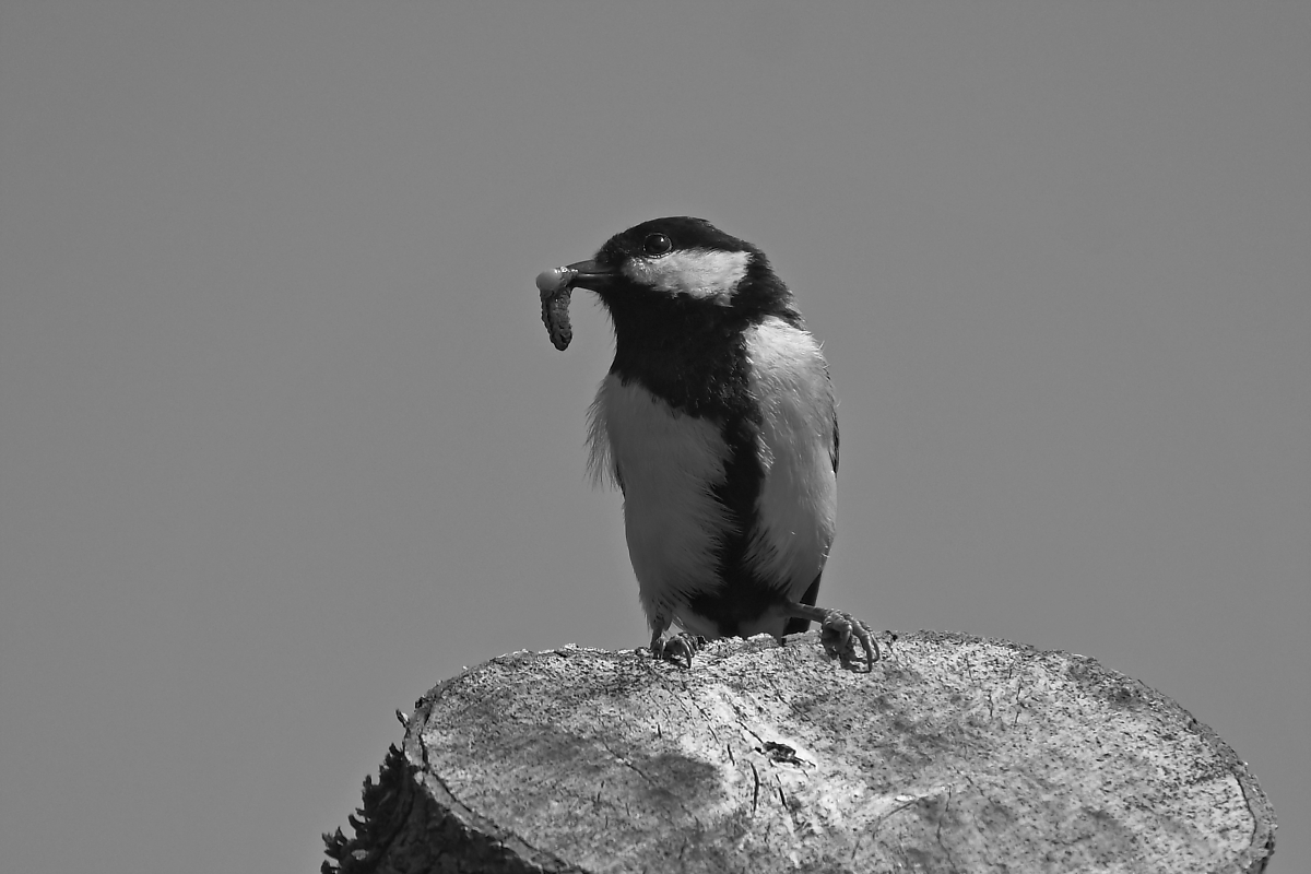 _Z506040_DxOAxl_SW.jpg