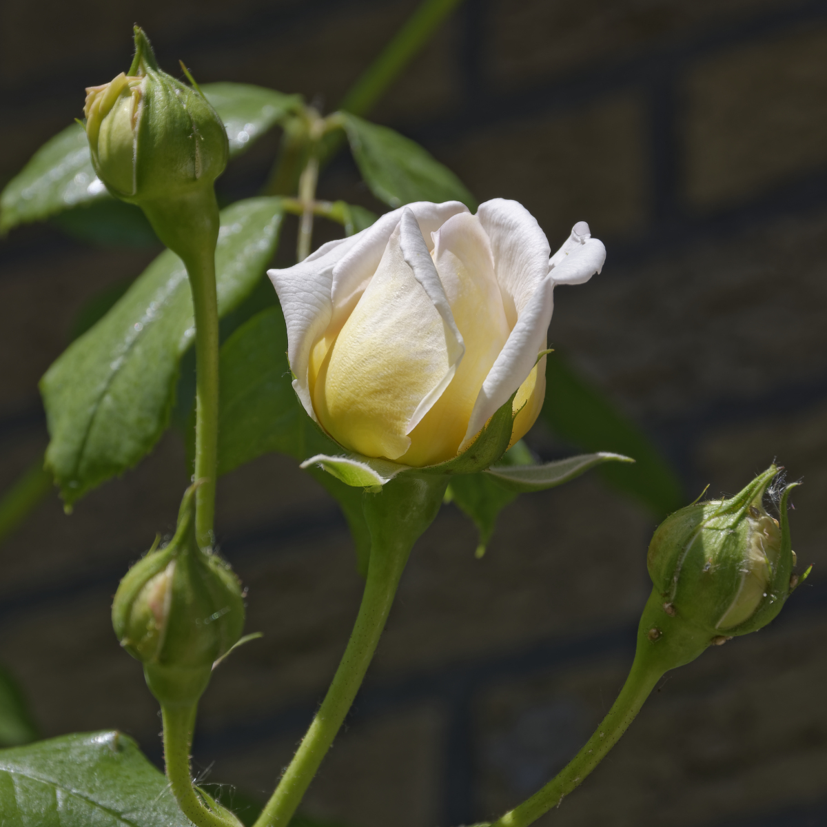 _Z508321_DxOQAxl.jpg