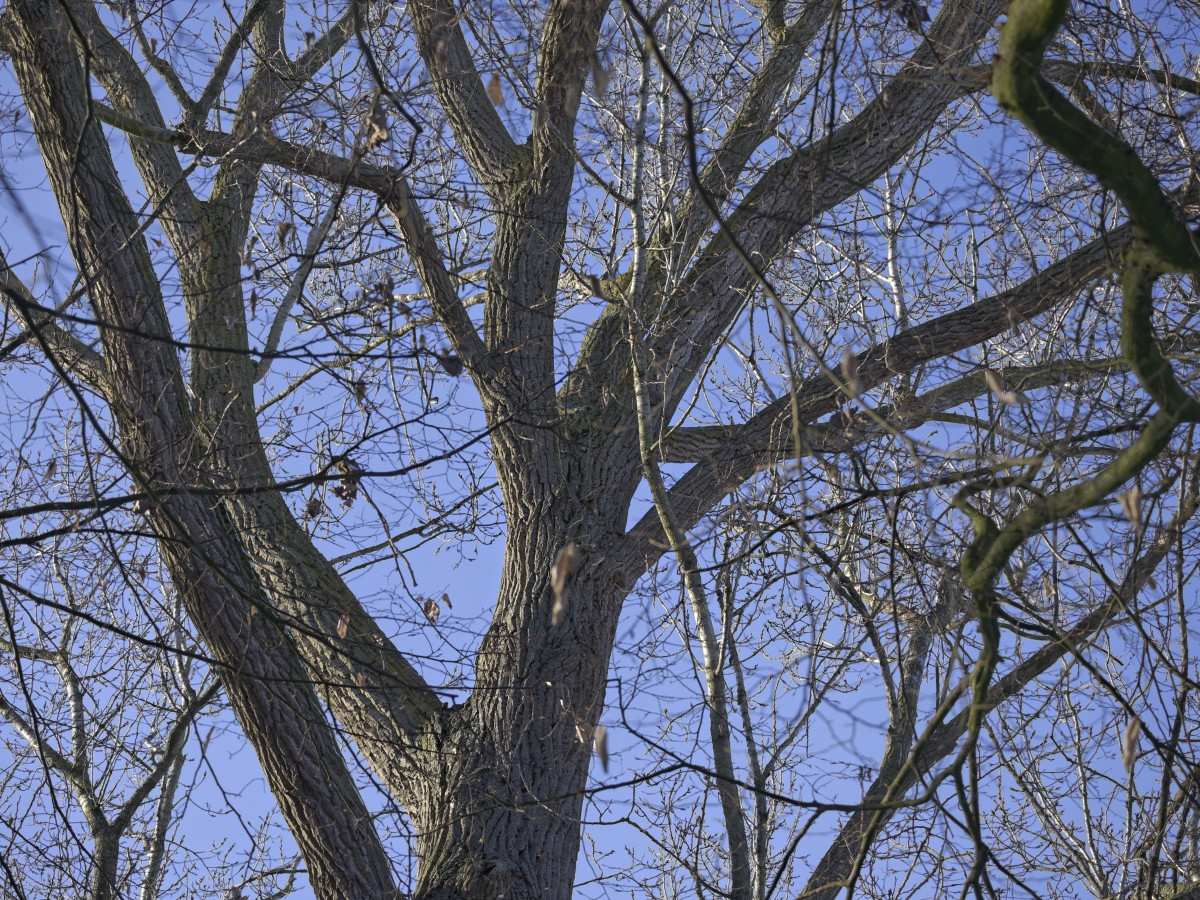 _Z508930_DxOxl.jpg