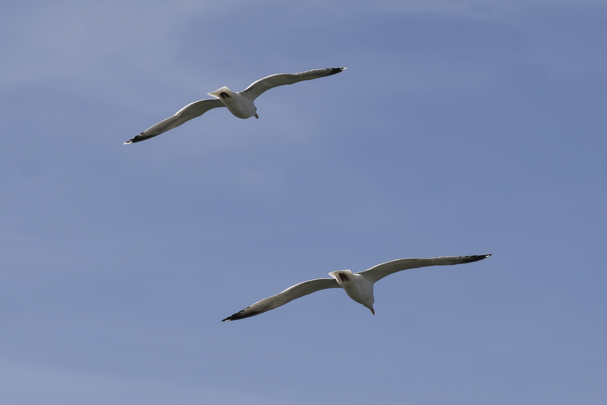 _Z509141_DxOAxl.jpg