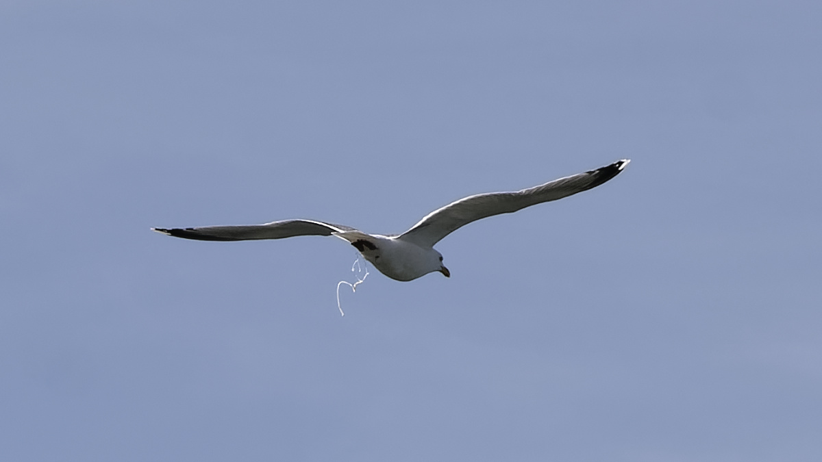 _Z509142_DxOAAAxl_2.jpg