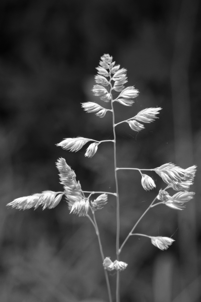 _Z509516_DxOHxl_SW_1.jpg