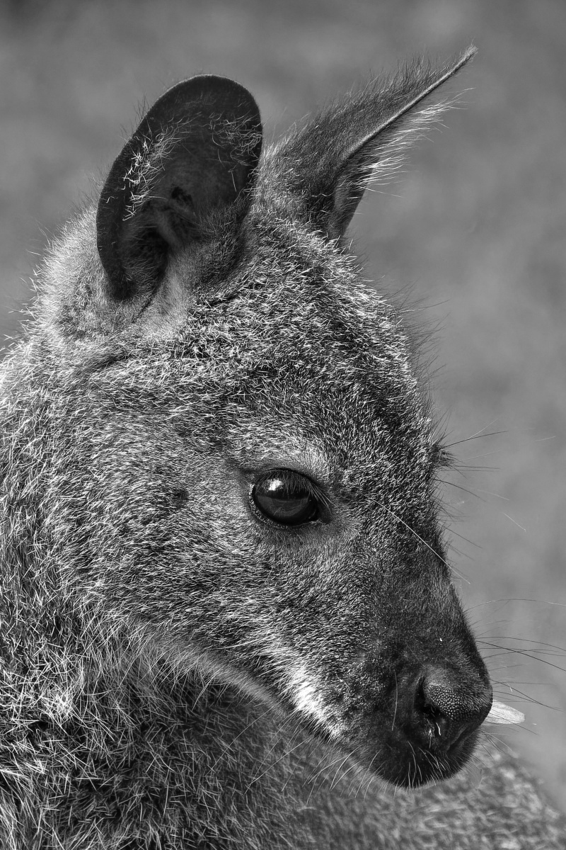 _Z509609_DxOHAxl_1_l_SW.jpg