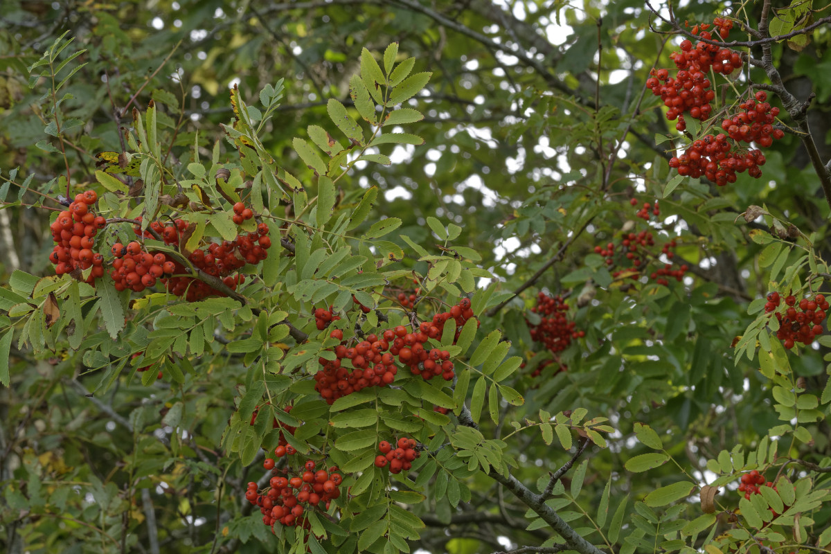 _Z509837_DxOAxl.jpg