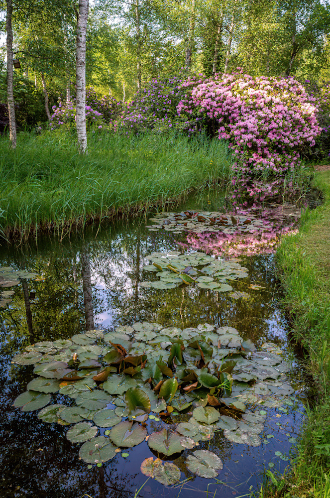 _Z621597-DeNoiseAI-clear.jpg