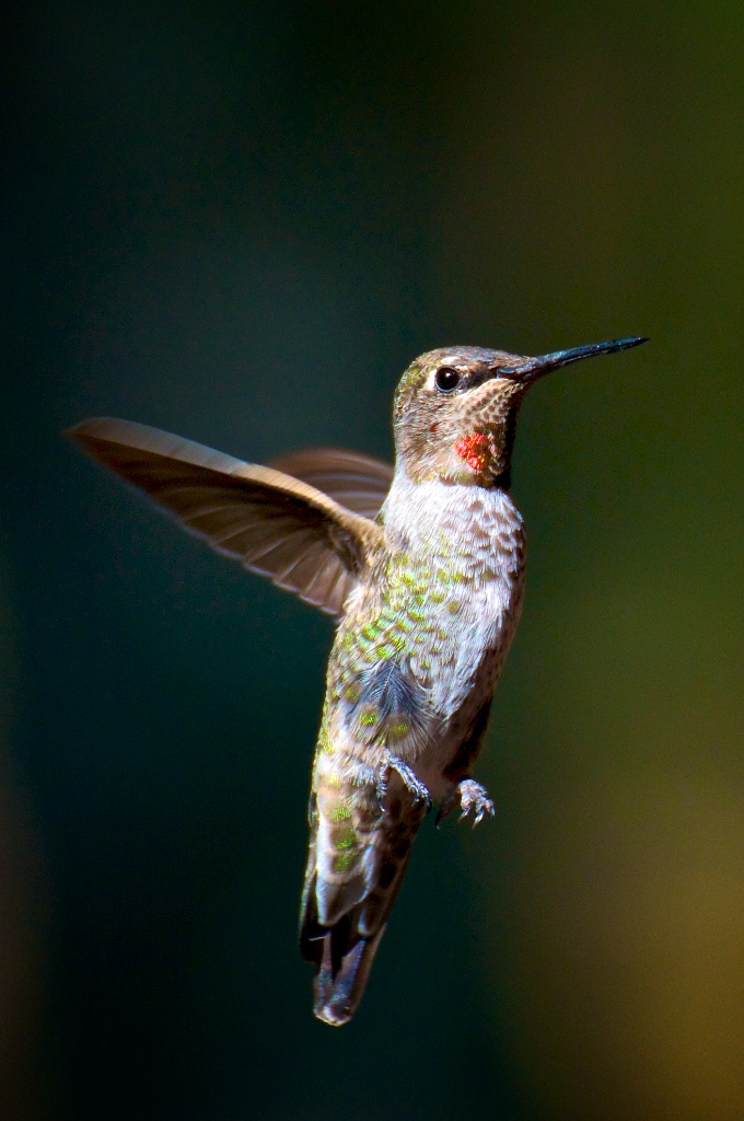 A Hummingbird