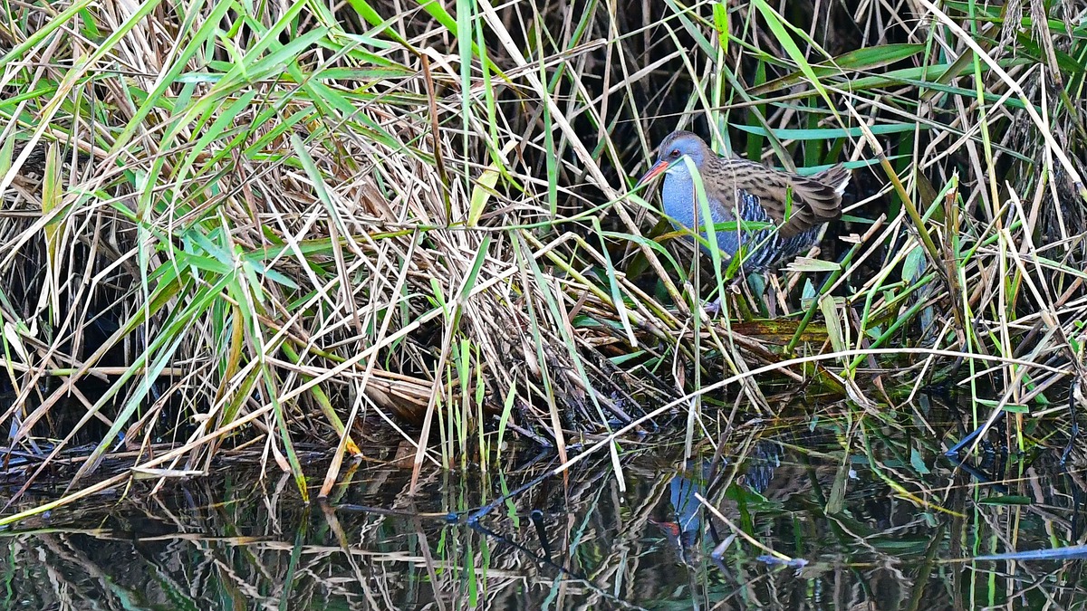 #a.jpg500 6089

Wasserralle