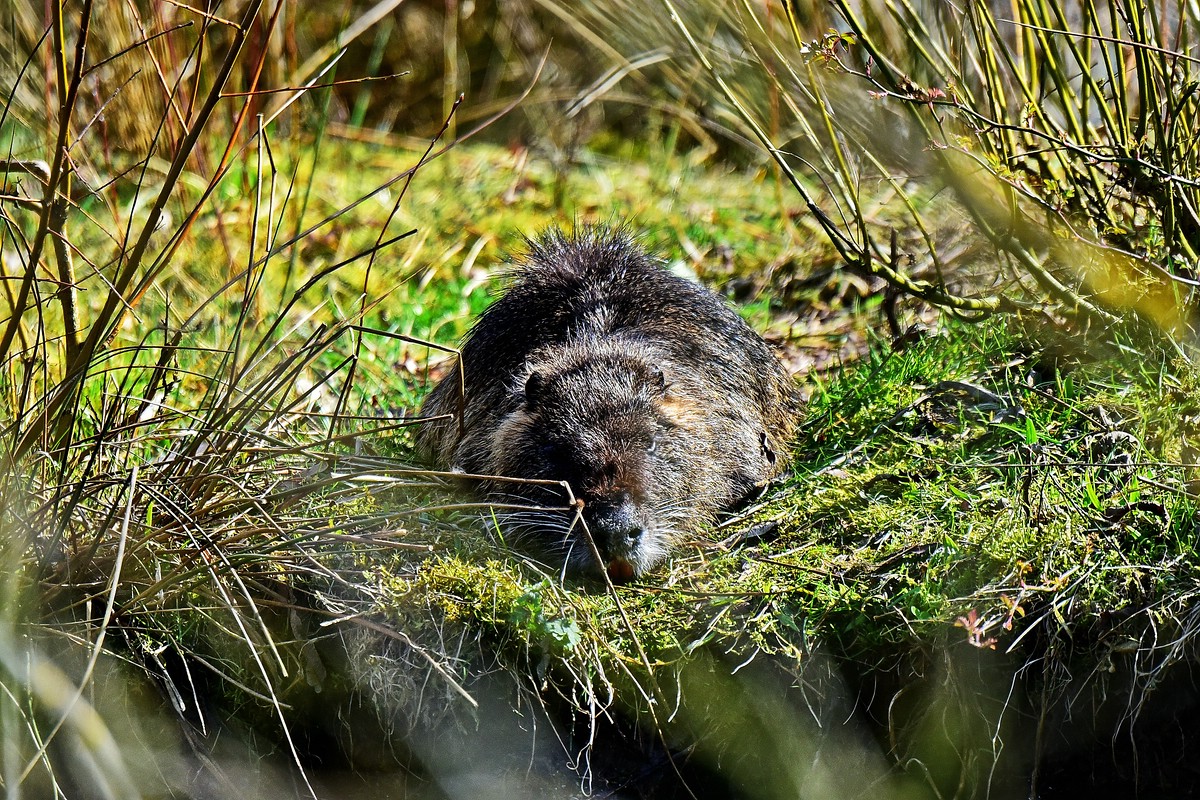 #a.jpg750 4679

Nutria (trächtig?)