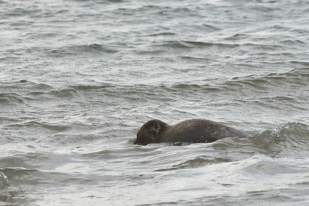 A Seal 20200617 Beestenbrigade-029.jpg
