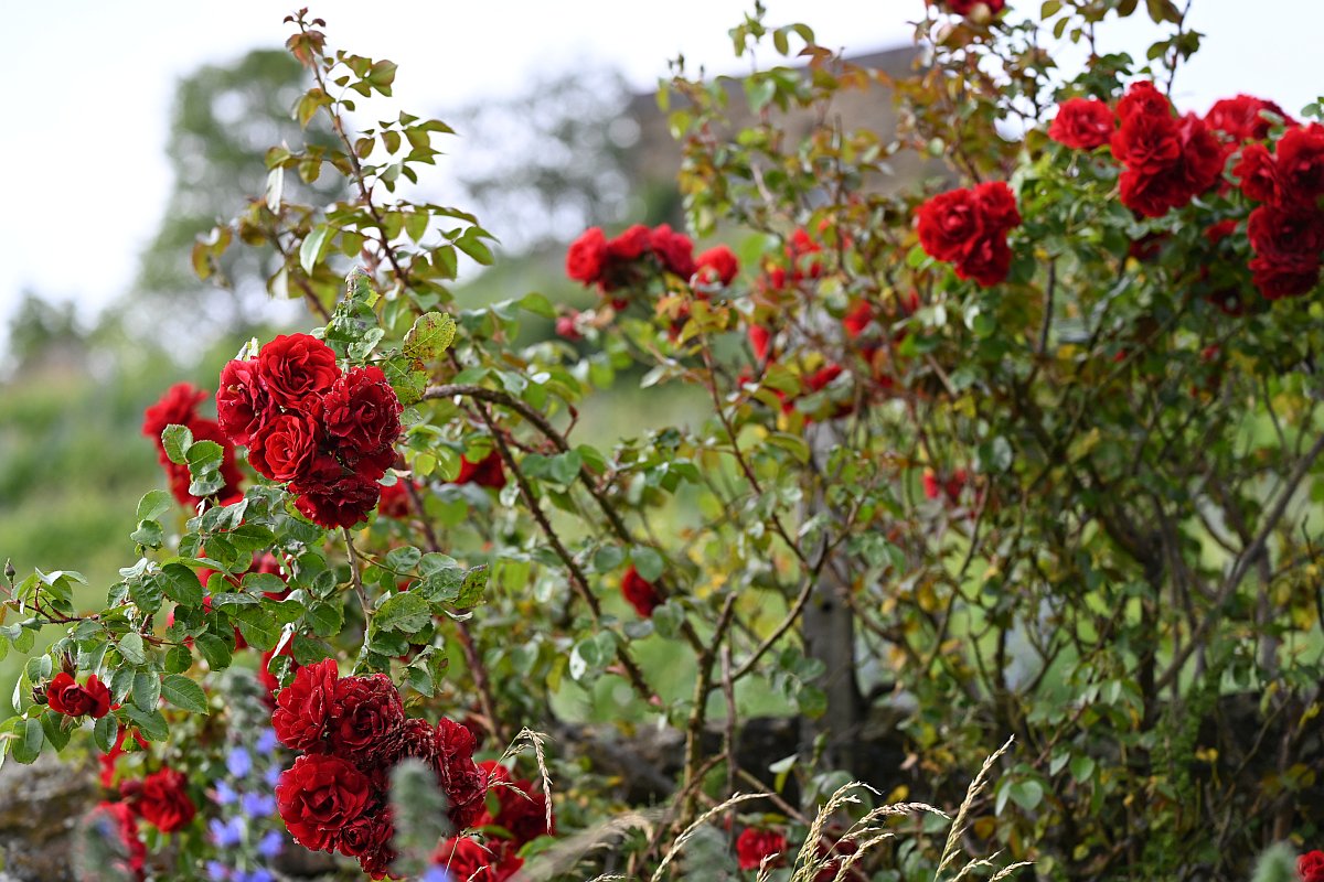 A thousand red roses.jpg