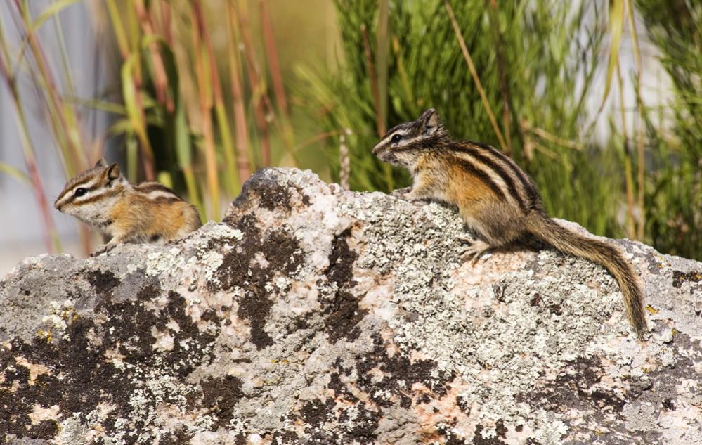 A und B - Hörnchen.