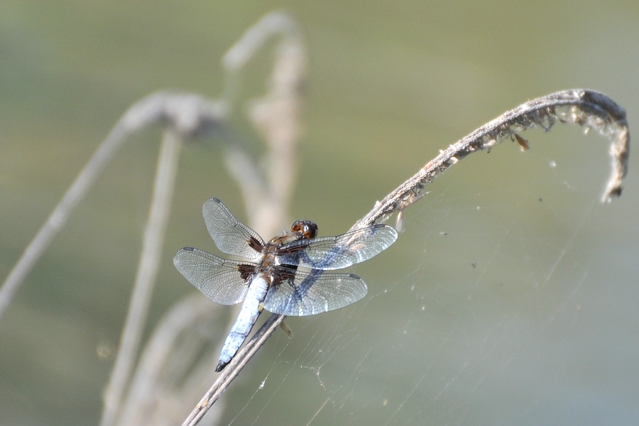 A Weiher 03