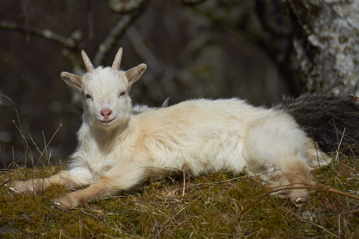 A young Wild Goat