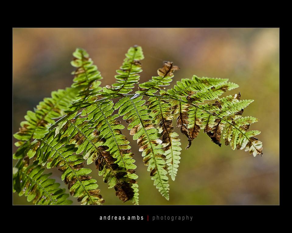 A08 2011 0055