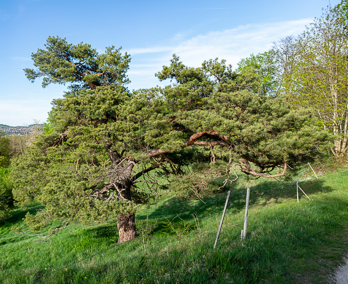 A7R03216-Pano.jpg