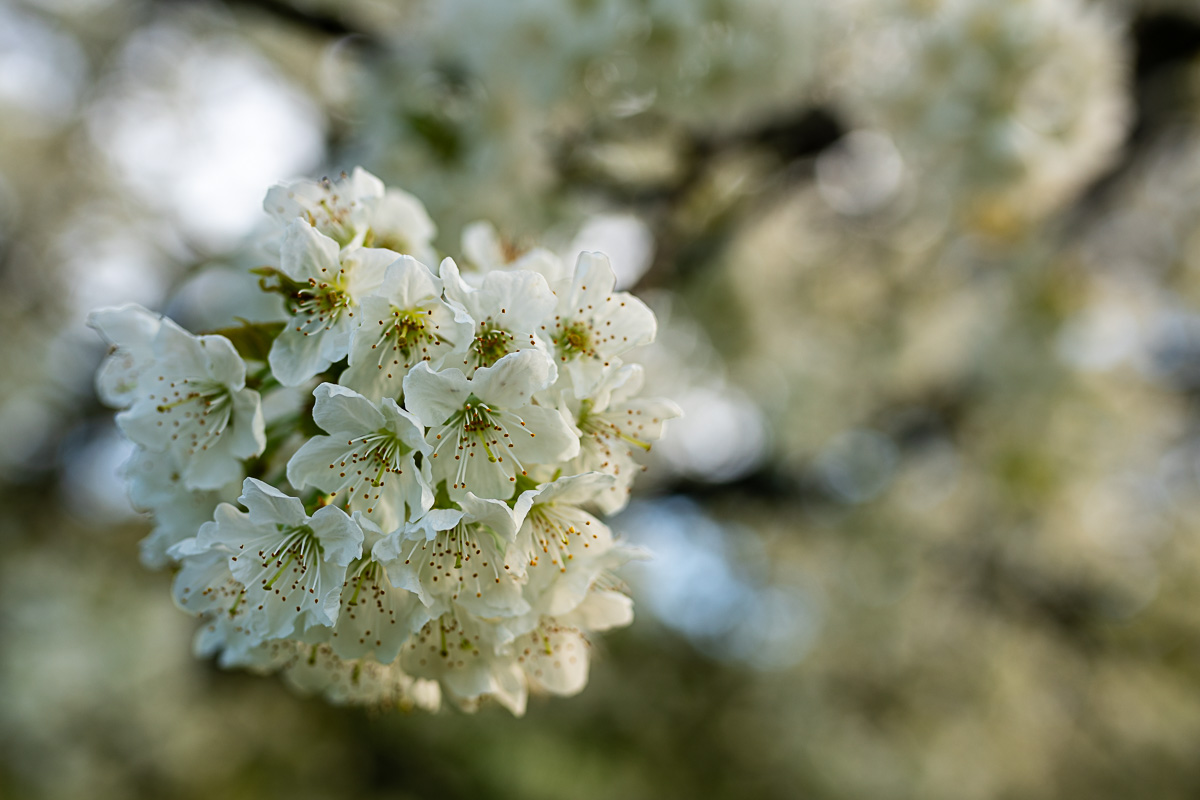 A7R03245.jpg