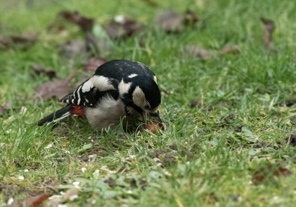 a_DSC_9221.jpg