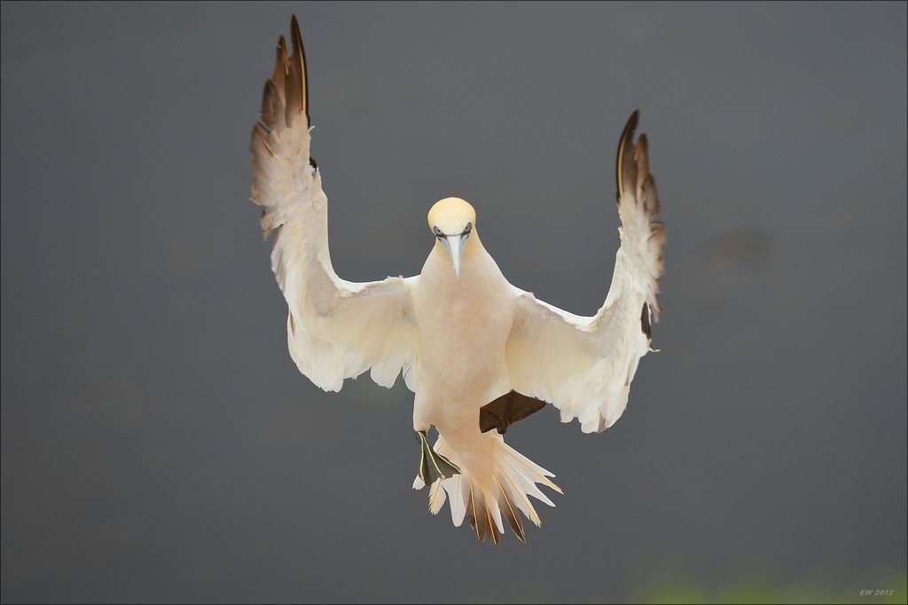 aaacomp Helgoland 20120629 0037
