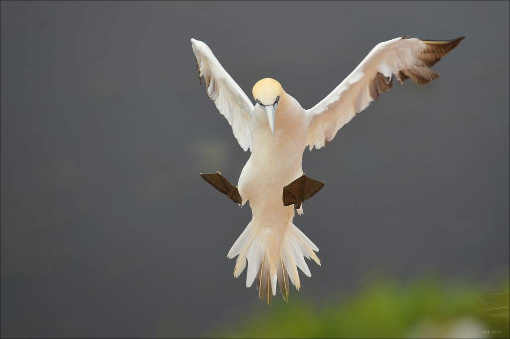 aaacomp Helgoland 20120629 0038