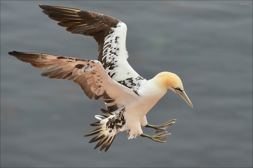 aaacomp Helgoland 20120629 2206