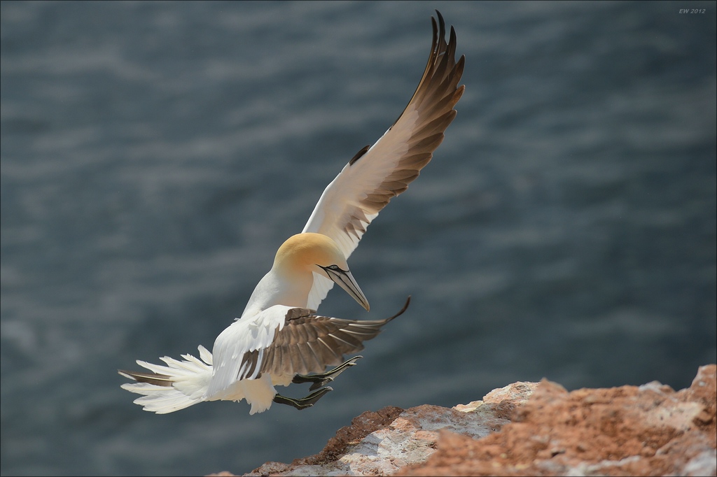 aaacomp Helgoland 20120629 2520