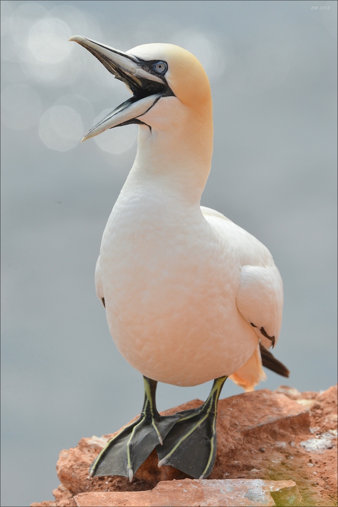 aaacomp Helgoland 20120629 2612