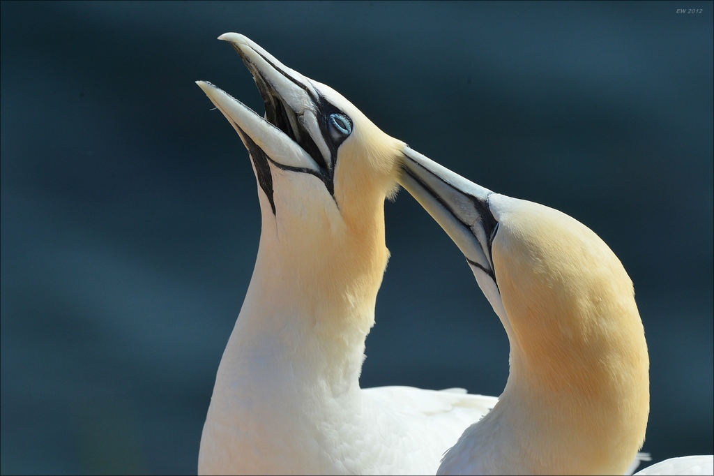 aaacomp Helgoland 20120629 2839