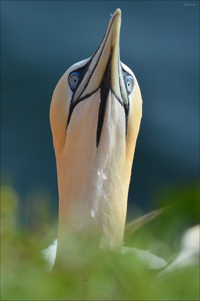 aaacomp Helgoland 20120629 2888