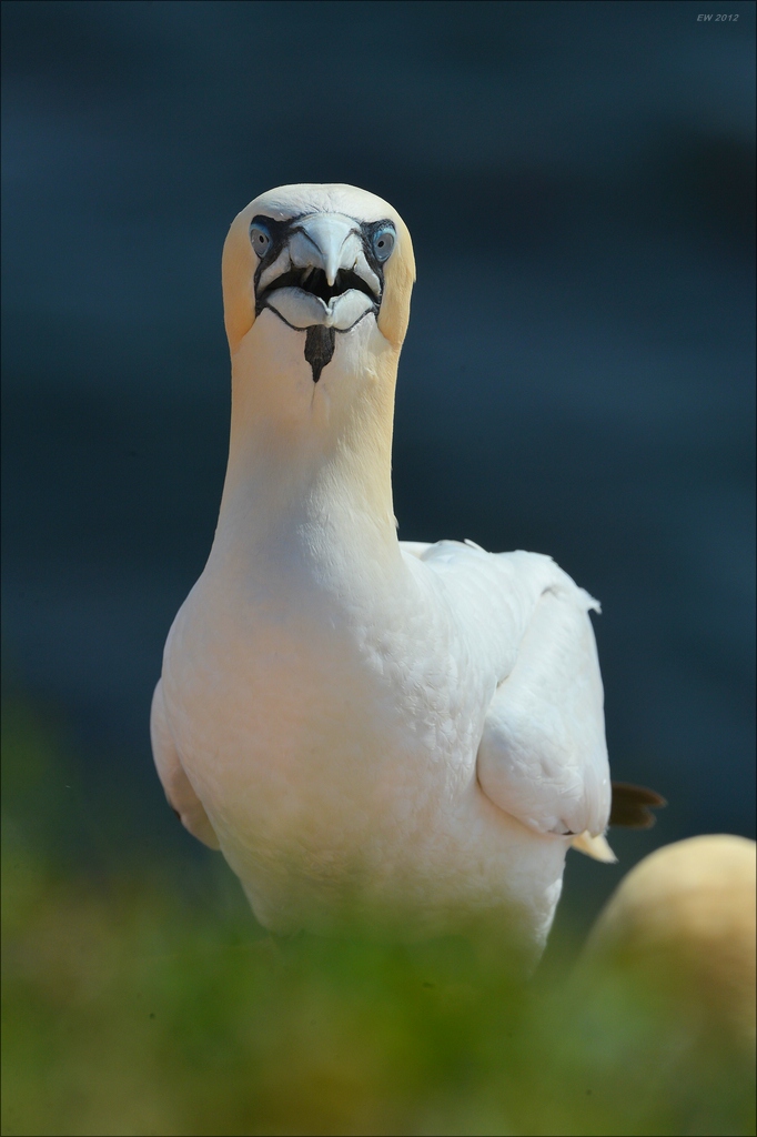 aaacomp Helgoland 20120629 2913