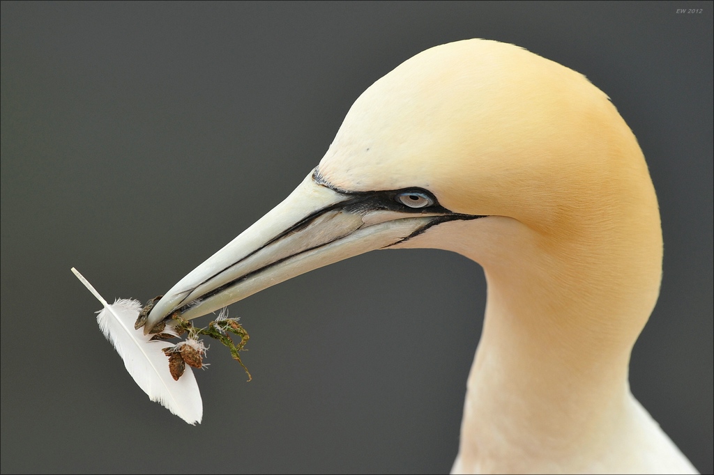 aaacomp Helgoland 20120629 4136