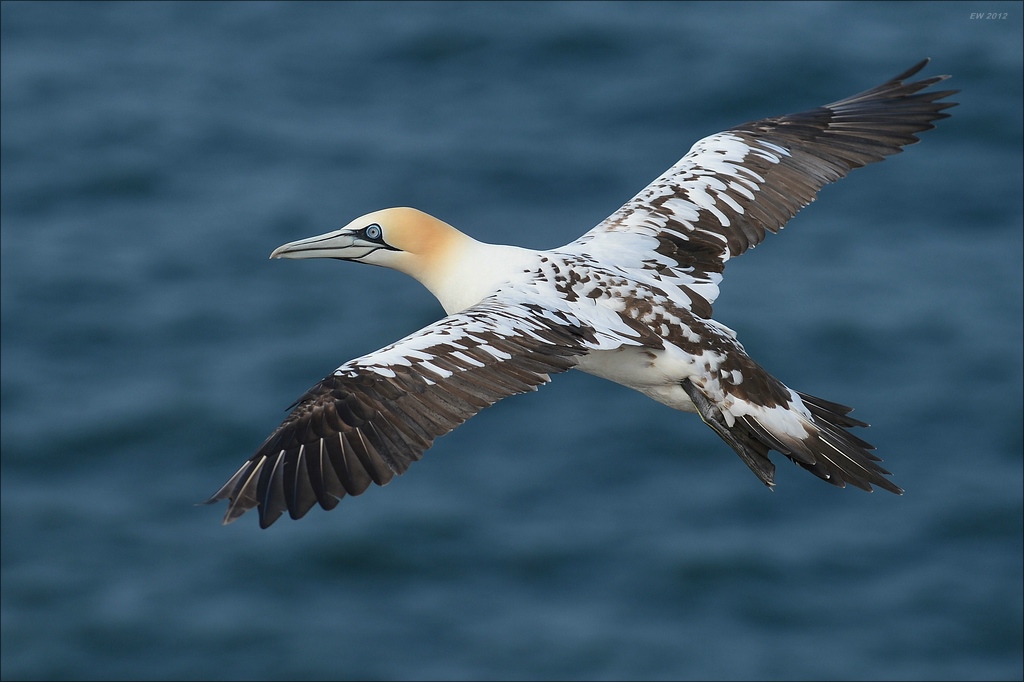 aaacomp Helgoland 20120630 4745