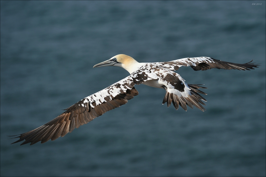 aaacomp Helgoland 20120630 4844