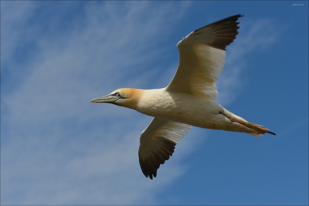 aaacomp Helgoland 20120630 4898
