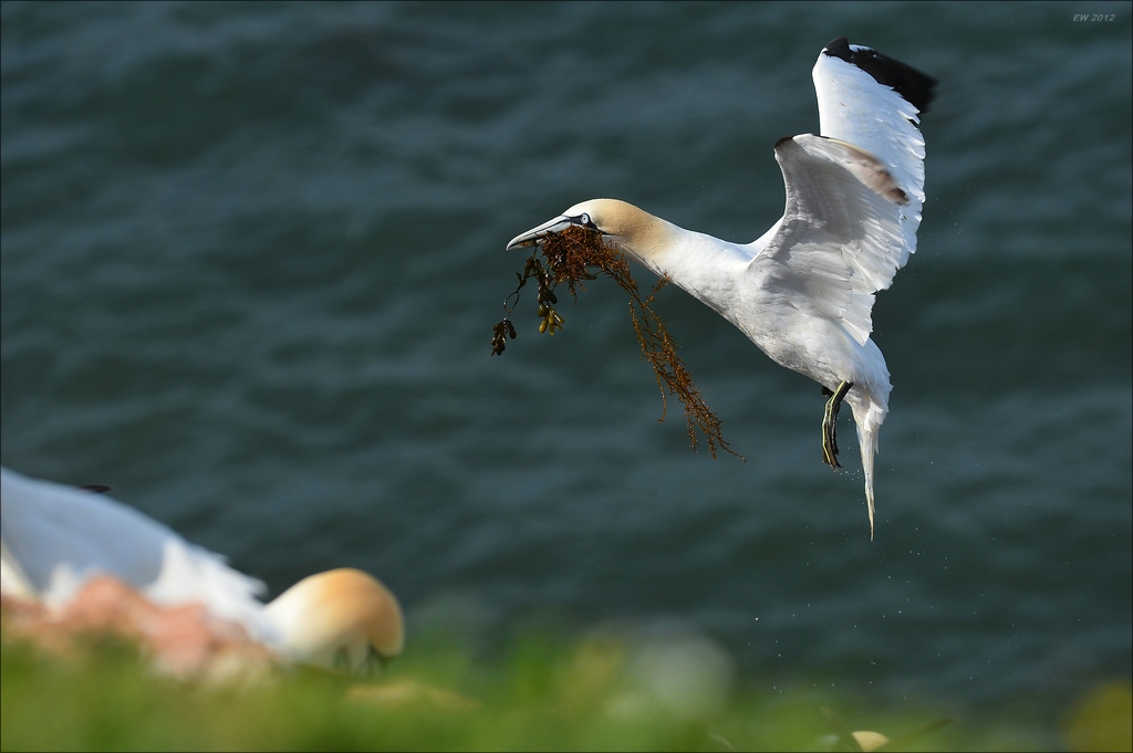 aaacomp Helgoland 20120630 5059
