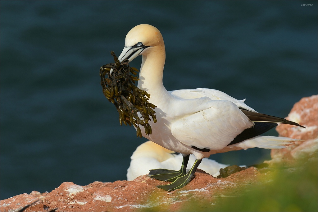 aaacomp Helgoland 20120630 5195