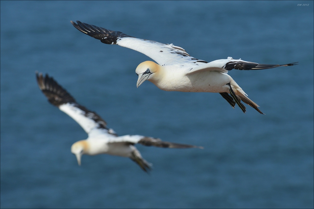 aaacomp Helgoland 20120630 5251