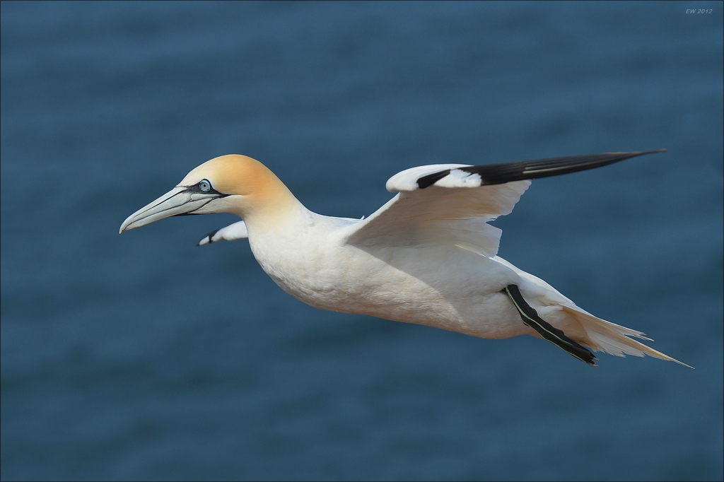 aaacomp Helgoland 20120630 5358