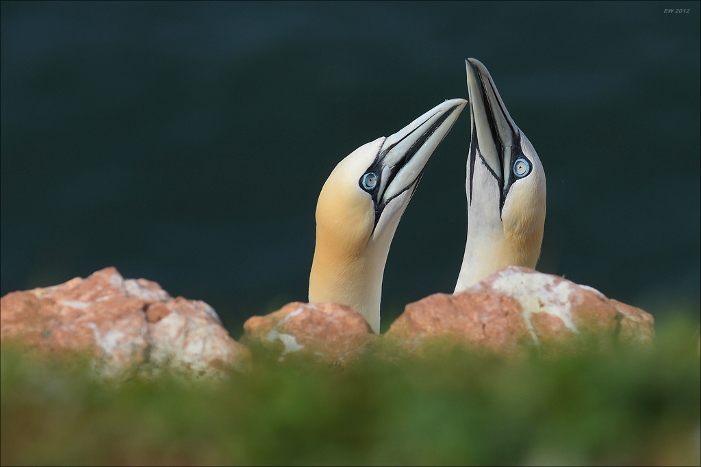 aaacomp Helgoland 20120630 5365