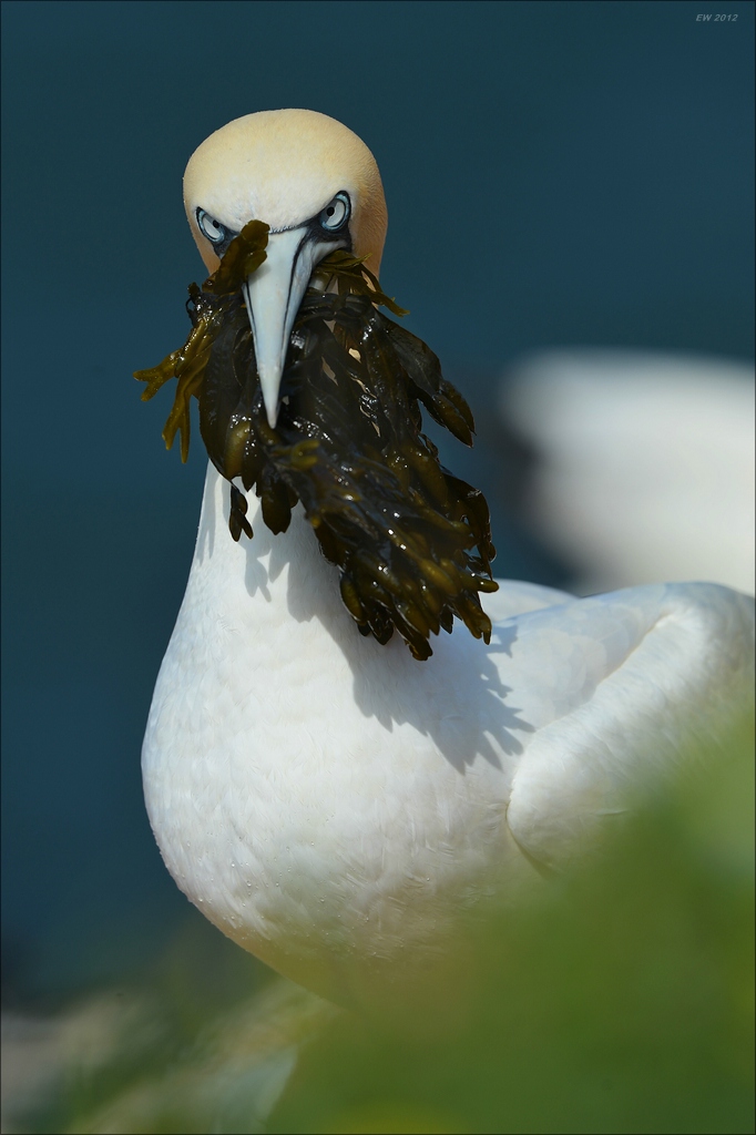 aaacomp Helgoland 20120630 5603