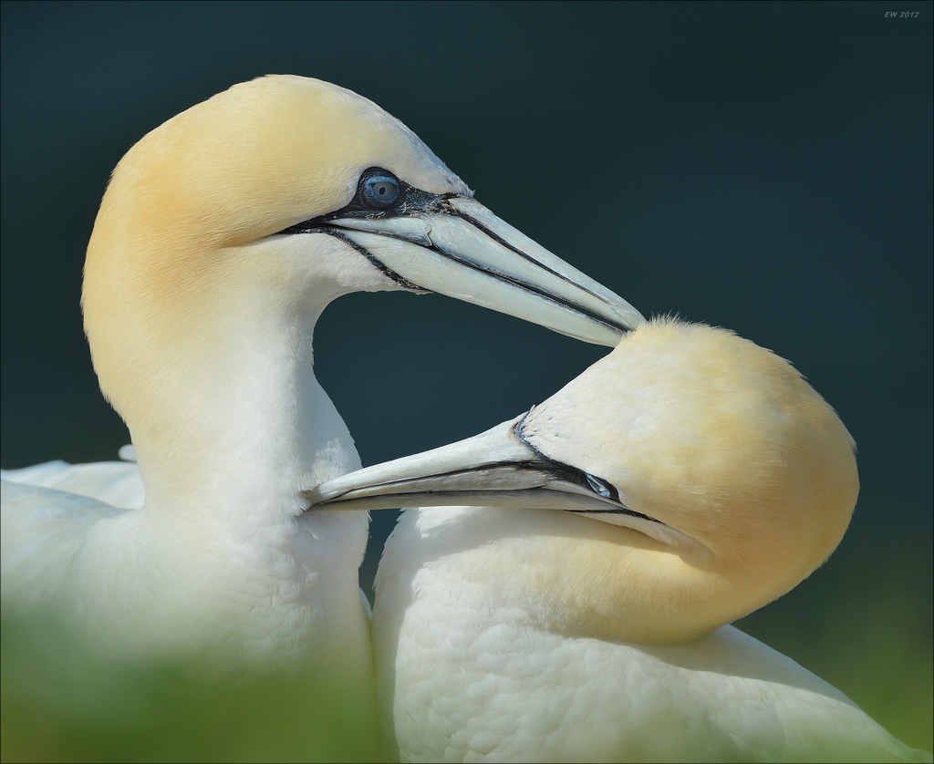 aaacomp Helgoland 20120630 5675a