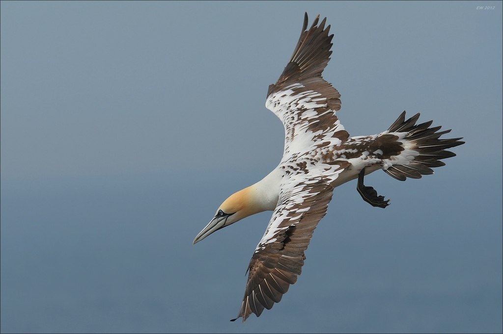 aaacomp Helgoland 20120630 6442