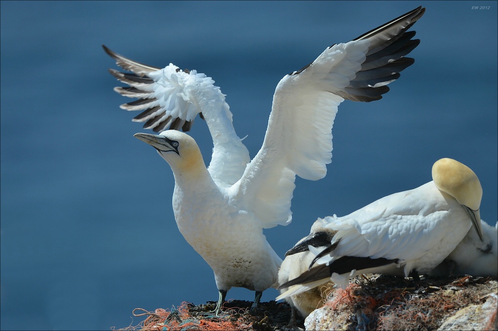 aaacomp Helgoland 20120630 6635